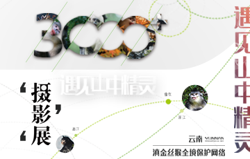 滇金丝猴